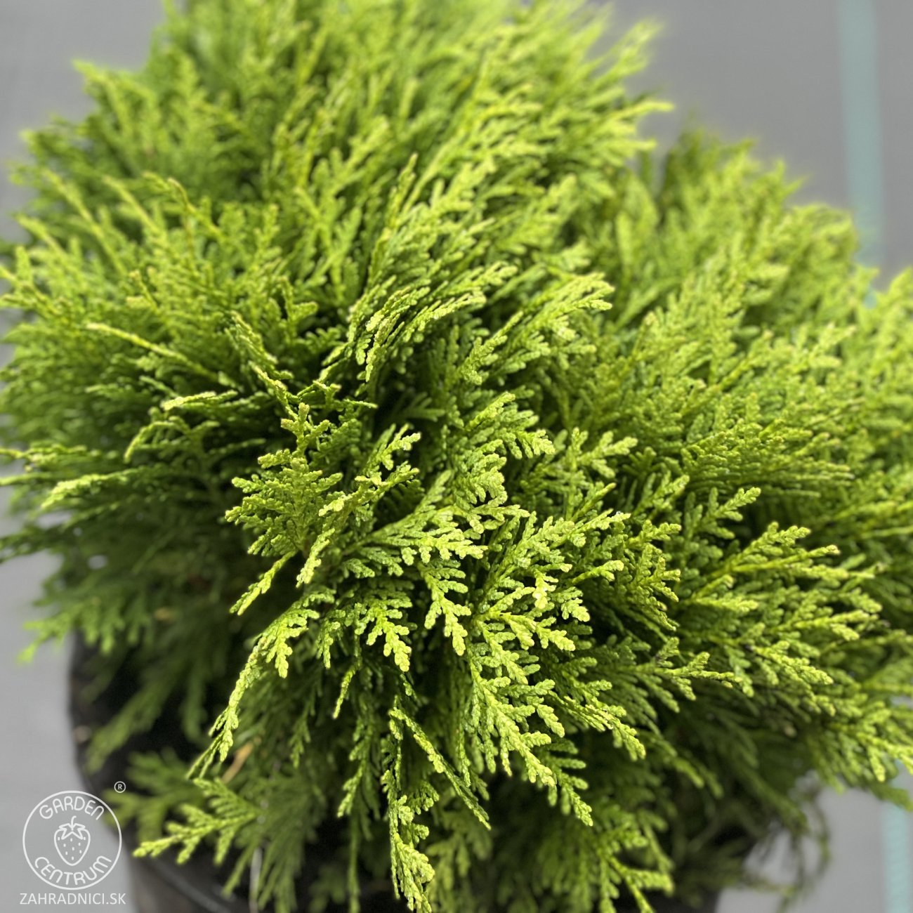 Obrázok Tuja západná (Thuja occidentalis) ´DANICA´ - výška 30-40 cm, ⌀ 40 cm, kont. C10L
